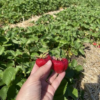 Spencer Farm - Fresh sun ripened strawberries - Pick Your Own Farms Near Me - Noblesville, Indiana Spencer Farm - Fresh sun ripened strawberries - Pick Your Own Farms Near Me - Noblesville, Indiana