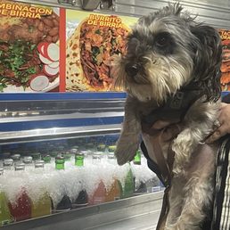 Ziggy waiting for his taco Ziggy waiting for his taco