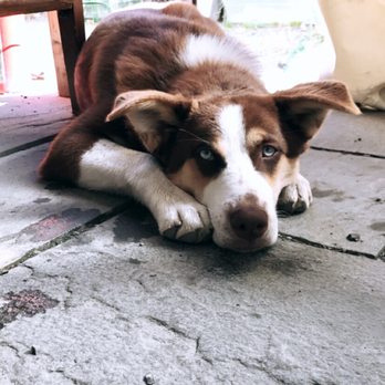 Firelight Camps - The cute housekeepers puppy. - Campgrounds Near Me - Ithaca, New York