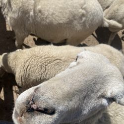 Old McDonald's Petting Farm - This was up close and personal, because I went in the pen to be with these sweet babes.