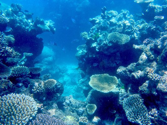 Passions of Paradise - Great Barrier Reef Tours Cairns by null