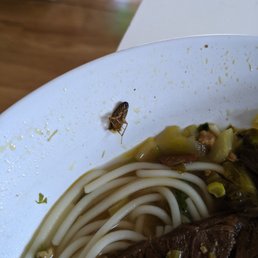 A cockroach in the beef noodle soup