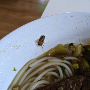 Lanzhou Hand Pulled Noodles - A cockroach in the beef noodle soup - Chinese Near Me - Flushing, New York