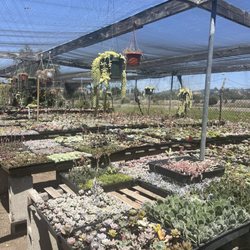 South Bay Roots Nursery - Succulents
