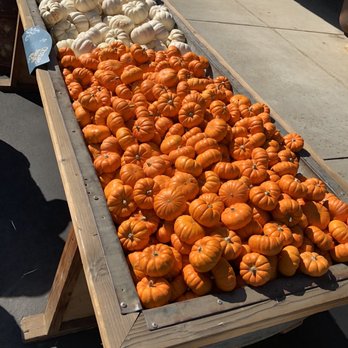 G&M Farms - Mini Pumpkins - Attraction Farms Near Me - Livermore, California G&M Farms - Mini Pumpkins - Attraction Farms Near Me - Livermore, California