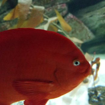 Shedd Aquarium - Fishy - Aquariums Near Me - Chicago, Illinois