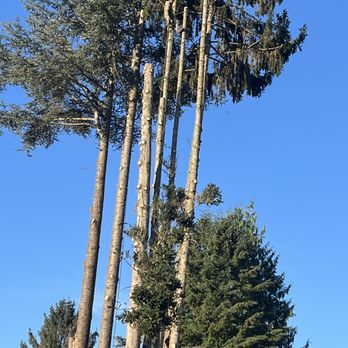Taproot Tree Care - Tree Services Near Me Taproot Tree Care - Tree Services Near Me