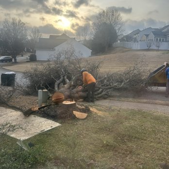 Molina's Tree Service And Landscaping - They removed this one quickly - Tree Services Near Me - Raleigh, North Carolina Molina's Tree Service And Landscaping - They removed this one quickly - Tree Services Near Me - Raleigh, North Carolina
