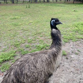 Two Tails Ranch - Emu - Zoos Near Me - Williston, Florida
