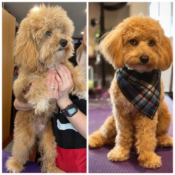The Wiggly Monsters - Meet a sweet guy Orzo! - Pet Groomers Near Me The Wiggly Monsters - Meet a sweet guy Orzo! - Pet Groomers Near Me