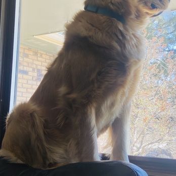 Bow Wow Barbers - Pet Groomers Near Me - Evergreen, Colorado