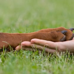 Pets Remembered Cremation Service - We are here to help you say goodbye.