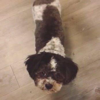 Petco - Reggie with his new haircut! Brandie & Brittany are the best! - Pet Stores Near Me - Austin, Texas