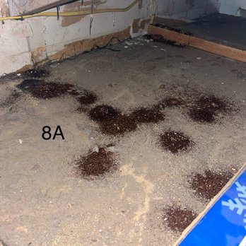 1. All American Termite And Pest Control
