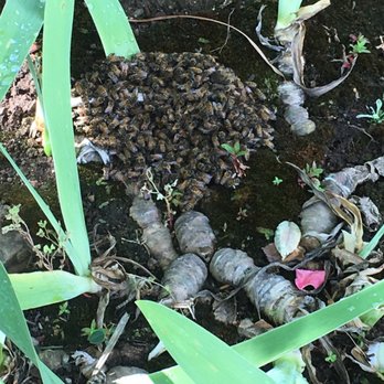 Beekeeper Nova - Bee hive - Pest Control Near Me