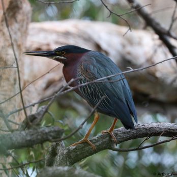 Caloosa Park - Green Heron, 2017.03.07, Coolosa Park, Boynton Beach, FL - Parks Near Me - Boynton Beach, Florida