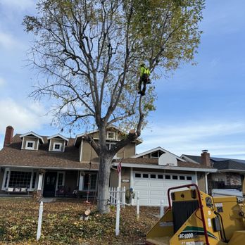 Joel Espinoza Landscape - Start of tree removal displaying size of tree - Tree Services Near Me
