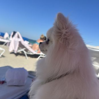 Boucher Brothers - My doggy enjoyed the most - Beaches Near Me - Miami Beach, Florida