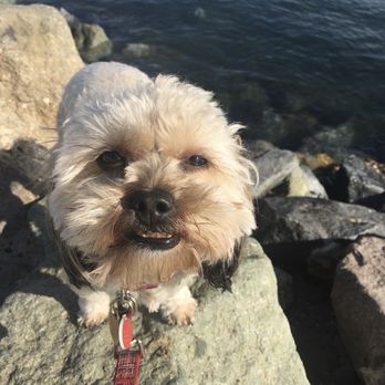 Palm Ridge Grooming Gallery - Pet Groomers Near Me - Chula Vista, California