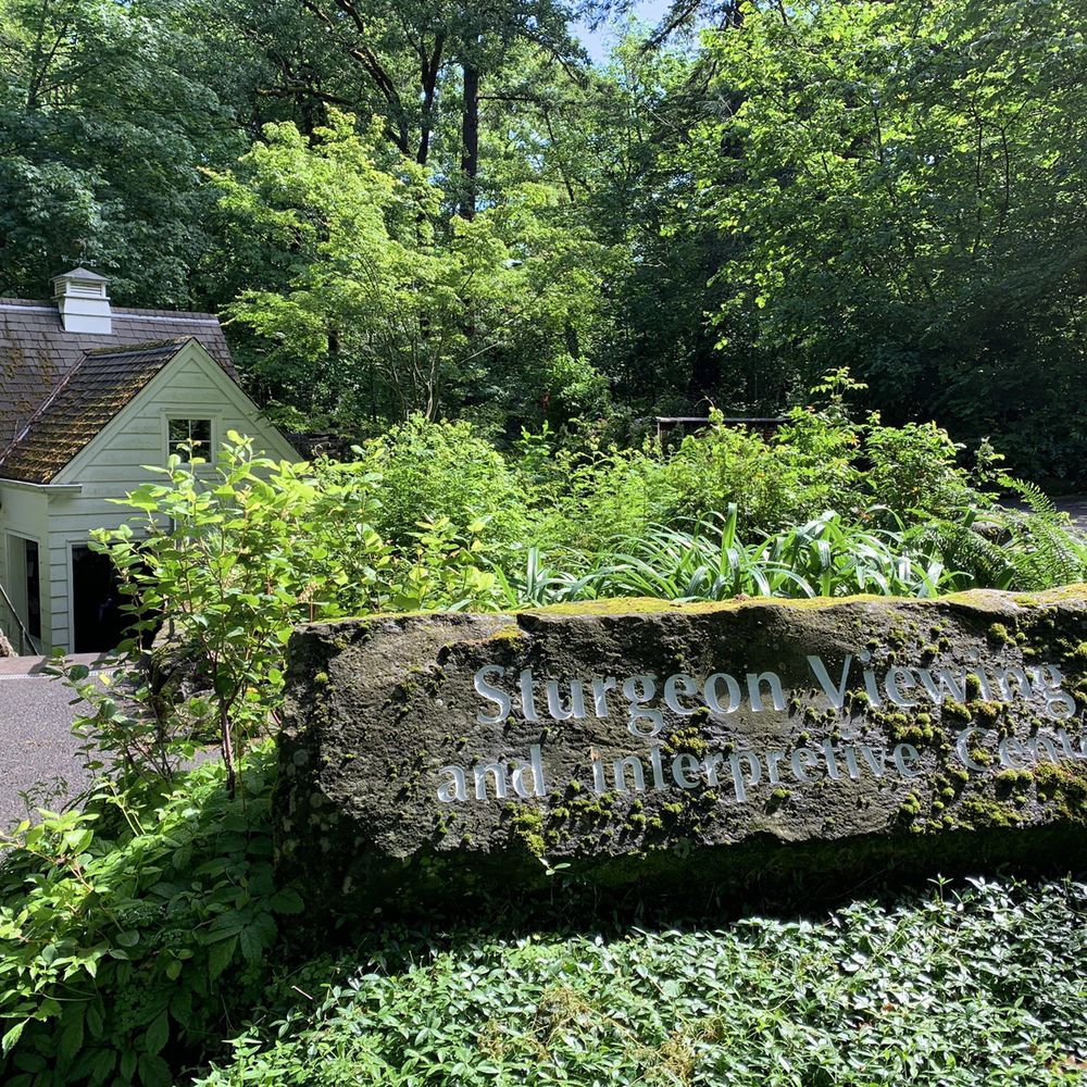 Bonneville Dam Fish Hatchery - 05.26.19 Sturgeon viewing and Interpretive Center - Aquariums Near Me - Cascade Locks, Oregon Bonneville Dam Fish Hatchery - 05.26.19 Sturgeon viewing and Interpretive Center - Aquariums Near Me - Cascade Locks, Oregon