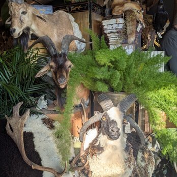 Twelve Vultures - Antiques Near Me - Minneapolis, Minnesota Twelve Vultures - Antiques Near Me - Minneapolis, Minnesota