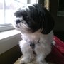 Photo of Tranquil Dogs Consulting