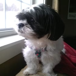Tranquil Dogs Consulting - Emmett, my inspiration and best teacher!