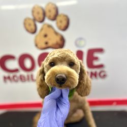 Cookie Mobile Grooming