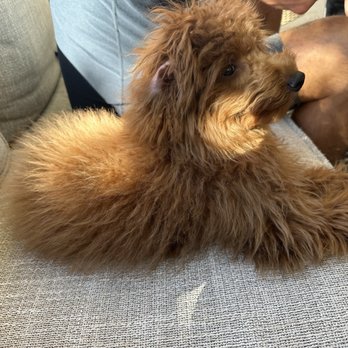 Well Groomed Pets - Henderson - Pet Groomers Near Me - Henderson, Nevada
