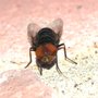 Photo of AJB Pest & Termite
