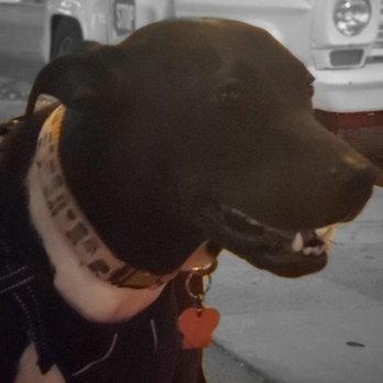 Bloomfield Creamery - Harley after enjoying her ice cream - Ice Cream & Frozen Yogurt Near Me - Pasadena, California