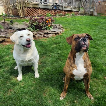 Sunchaser Kennels - Sophie and Graham - Pet Groomers Near Me - Union Bridge, Maryland Sunchaser Kennels - Sophie and Graham - Pet Groomers Near Me - Union Bridge, Maryland