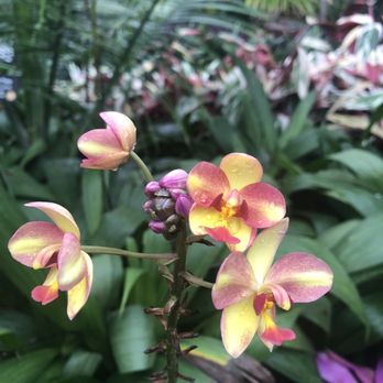 Garfield Park Conservatory - Parks Near Me - Chicago, Illinois