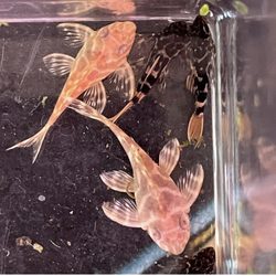 Tsunami Aquatics - L333 Hypancistrus sp. "ALBINO KING TIGER PLECO"
L600 Pseudacanthicus cf. leopardus "LEOPARD CACTUS PLECO"