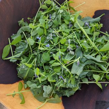 Artemisia Academy - Spring greens are alive and thriving after all this rain!! ⁠ - Specialty Schools Near Me - Santa Barbara, California
