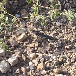 Hamilton Greenbelt - Lizard.