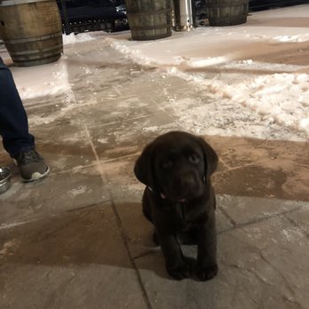 Mighty Squirrel Brewing - Patio and puppy - Breweries Near Me - Waltham, Massachusetts