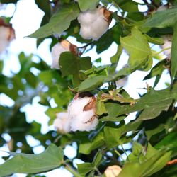 Organic Wild - Cotton