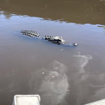 Gulf Coast Gator Ranch & Tours - Alligator by the boat - Boat Tours Near Me - Moss Point, Mississippi