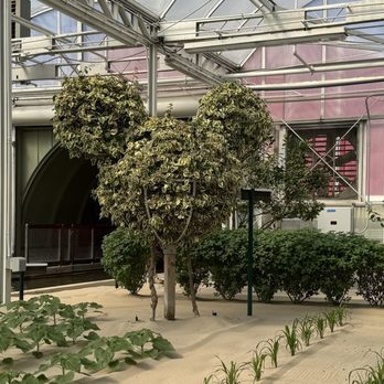 Living With The Land - Bougainvillea shaped like Mickey's head! 2/14/24 - Amusement Parks Near Me - Orlando, Florida Living With The Land - Bougainvillea shaped like Mickey's head! 2/14/24 - Amusement Parks Near Me - Orlando, Florida