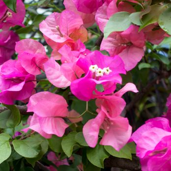 Lincoln Park Conservatory - Parks Near Me - Chicago, Illinois Lincoln Park Conservatory - Parks Near Me - Chicago, Illinois