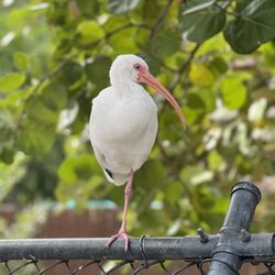 Sarasota Jungle Gardens - Friendly fowls