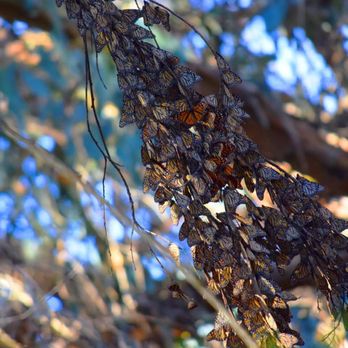 Goleta Butterfly Grove - Cluster here - Parks Near Me - Goleta, California Goleta Butterfly Grove - Cluster here - Parks Near Me - Goleta, California