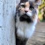 Photo of Fuzzy Buddies Pet Services