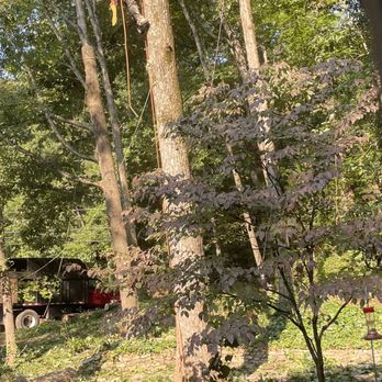 Atlanta Tree Professionals - Removing diseased pine and poplar trees. - Tree Services Near Me - Atlanta, Georgia