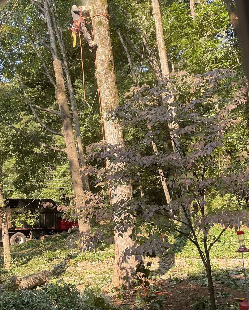 ATLANTA TREE PROFESSIONALS Updated October 2024 36 Photos & 13