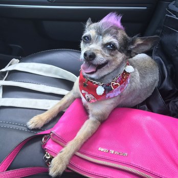 Dog's Best Friend - Enough said! Look at this happy girl with her clean hair cut and her beautiful colored mohawk! I am so happy I brought her here! - Pet Groomers Near Me - North Miami, Florida