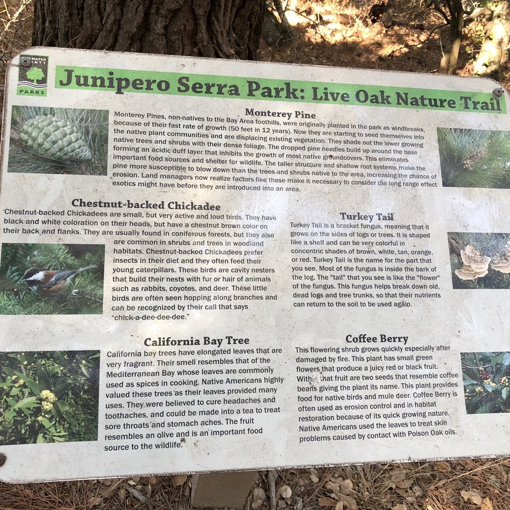Junipero Serra Park - 10.11.20 - Parks Near Me - San Bruno, California Junipero Serra Park - 10.11.20 - Parks Near Me - San Bruno, California