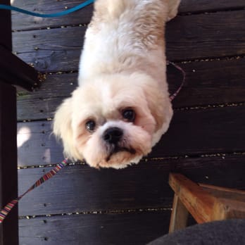 Harry's Restaurant - Kobe enjoying his water on the shaded patio - Breakfast & Brunch Near Me - Houston, Texas Harry's Restaurant - Kobe enjoying his water on the shaded patio - Breakfast & Brunch Near Me - Houston, Texas
