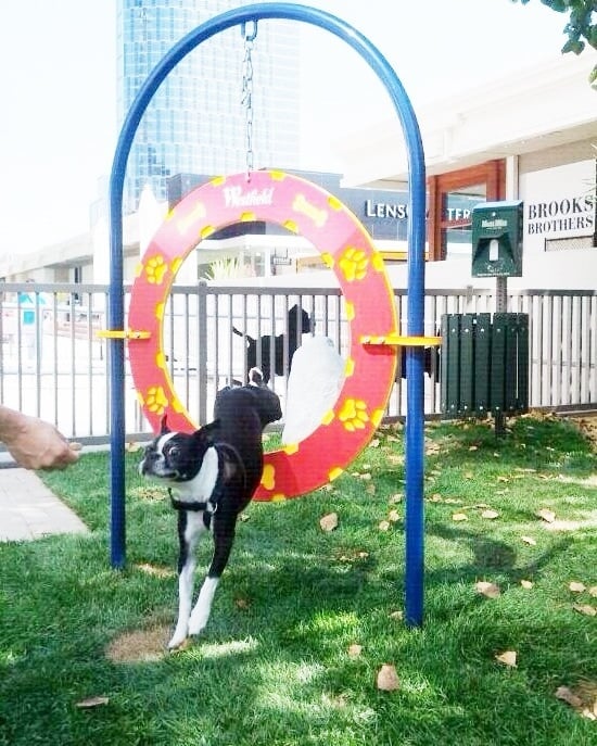 WESTFIELD CENTURY CITY SMALL DOG PARK CLOSED 17 Photos & 13 Reviews 10250 Santa Monica